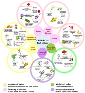 Công nghệ chỉnh sửa hệ gen (CRISPR-Cas) là công cụ hiệu quả để cải tiến các đặc tính thương mại ở cây trồng