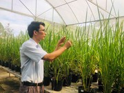 Viện Công nghệ Sinh học - Công nghệ thực phẩm, trường ĐHNL Thái Nguyên làm chủ công nghệ chỉnh sửa gen CRISPR/Cas9 tạo giống lúa chỉnh sửa gen tăng năng suất 